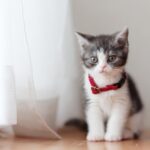 ペットのお通夜で必要なものと葬儀の予約手順