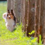 ペット葬儀の選び方