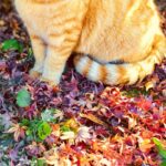 ペットと秋の過ごし方