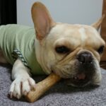 ペットの寒さ対策：快適な温度を保つために