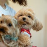 冬時期のペットケア：老猫老犬のための5つの健康対策