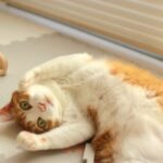 定例法要会のお知らせ