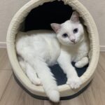 ペット葬儀に関するQ&A②