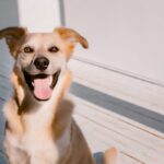 ペットのお別れ：感謝の気持ち