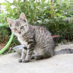 ペットとお別れの際に心に留めておくべきこと