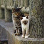 ペット火葬の持ち込み方法を解説