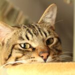 動愛園の葬儀プランと料金について