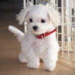 ペットが亡くなったら？葬儀前に必ずやるべきこと【動愛園 糸島霊園】