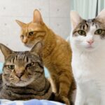 福岡でペット葬儀をお探しの皆様へ