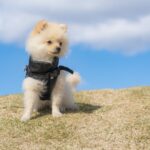 突然ペットが亡くなったら？対処の仕方について