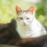 ペット葬儀の手続き