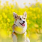 ペット火葬 福岡市で安心できるペット霊園