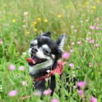 夏にペットが亡くなったら？安置する方法