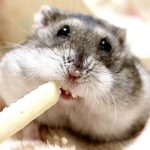 福岡でハムスターの火葬を行うなら動愛園へ