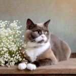 福岡で猫の火葬を行うなら動愛園へ