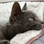 ペット火葬のプランについて