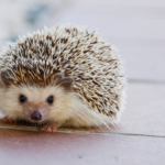 福岡でハリネズミの火葬を行うなら動愛園へ