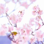 定例法要会のお知らせ【春季彼岸供養】