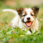 【火葬プラン紹介】おくりびと