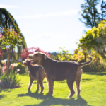 【火葬プラン紹介】やすらぎ