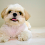 【火葬プラン紹介】おまかせ合祀(お迎え)プラン