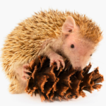 福岡でテンレックの火葬を行うなら動愛園へ