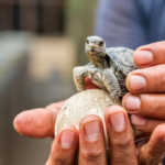 福岡でカメの火葬を行うなら動愛園へ