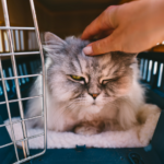 動愛園への心温まる口コミへの深い感謝を込めて