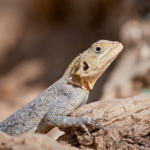 福岡でトカゲの火葬を行うなら動愛園へ