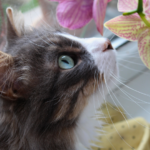 ペット葬儀はどんな動物でも行うことができますか？