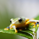 福岡でカエルの火葬を行うなら動愛園へ