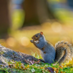 福岡でリスの火葬を行うなら動愛園へ