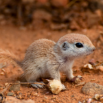 福岡でジリスの火葬を行うなら動愛園へ