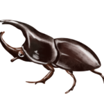 福岡で昆虫の火葬を行うなら動愛園へ