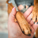 福岡でペット火葬サービスを選ぶ際の心得