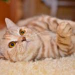 ペットが亡くなった際の連絡について