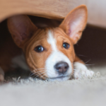 お迎え料金とサポートエリアについて