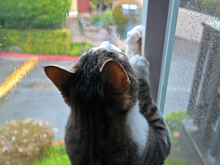 【梅雨時期】猫ちゃんが快適に過ごすためのポイント
