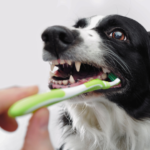 ペットの歯磨きの重要性と注意点