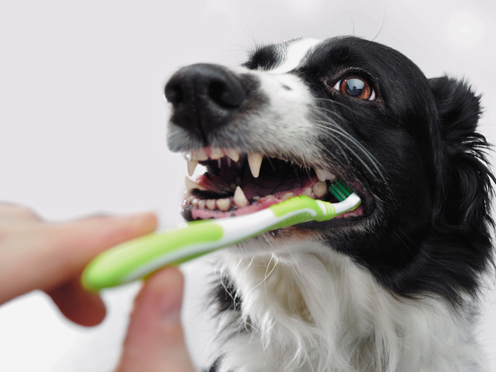 ペットの歯磨きの重要性と注意点