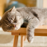 ペットの睡眠時間と快適な眠りのための環境作り