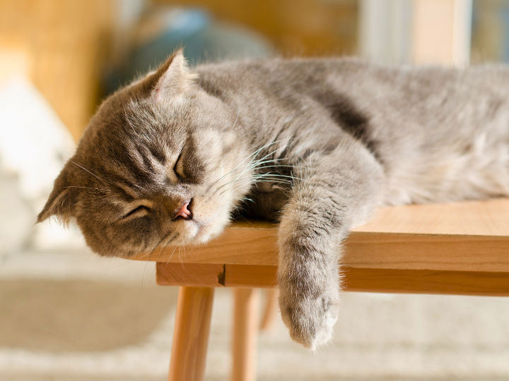 ペットの睡眠時間と快適な眠りのための環境作り