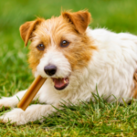 動愛園：ペット霊園の概要と歴史