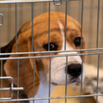 【ペットロス】大切な家族を失った喪失感、どうやって乗り越えたのか？