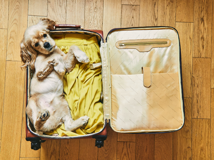 ペットと旅行に行く際の注意点：夏休みに向けて準備を！
