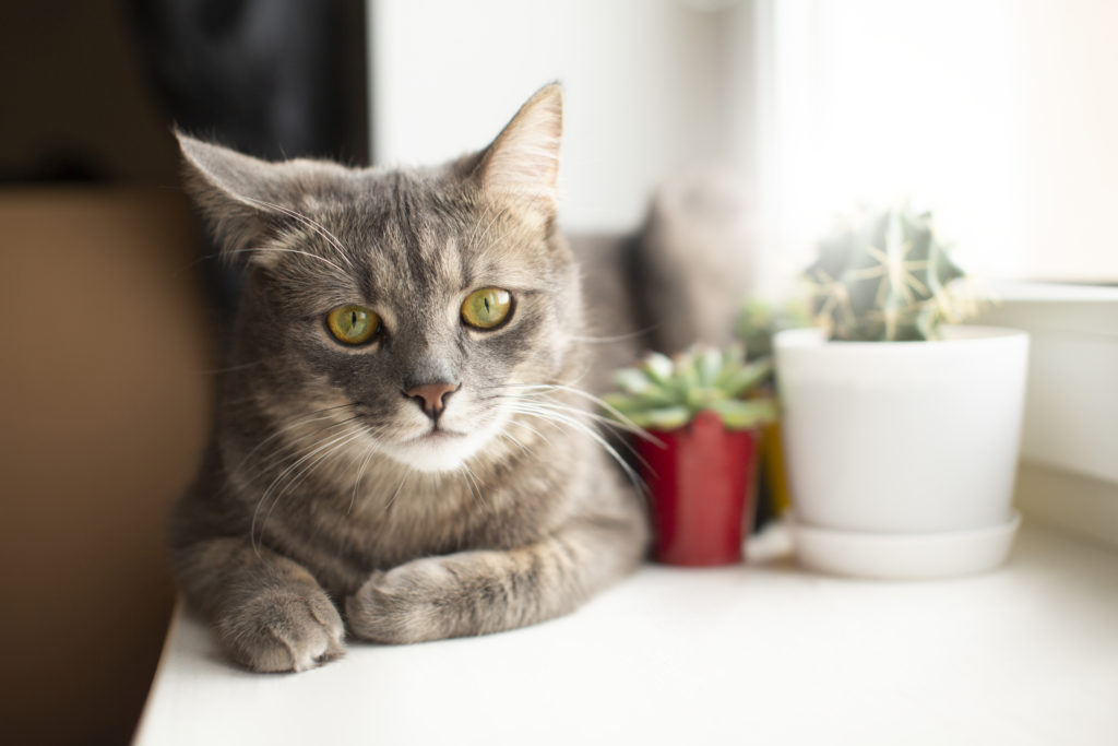 飼い主のためのペット健康管理ガイド【愛するペットのために】