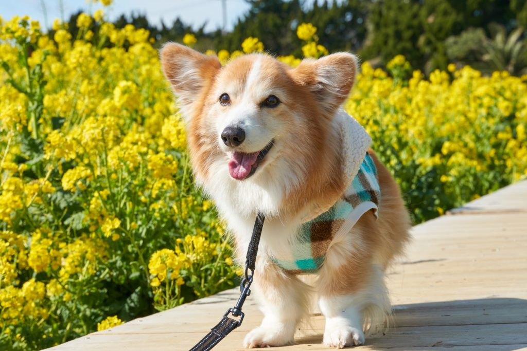 2024年7月定例法要会のお知らせ