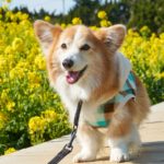 2024年7月定例法要会のお知らせ