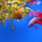 福岡で観賞魚の火葬を行うなら動愛園へ