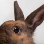 ペットとのお別れ方法：心穏やかに見送るために